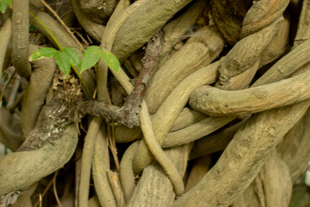 istock Some wooden roots intertwined in natural braids. 1024534772