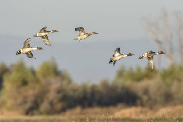istock Wild ducks in flock flying above ground 1024534792