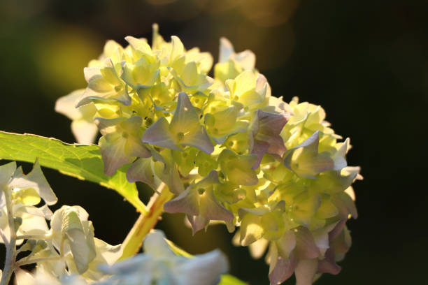 istock A yellow and purple bloom of bigleaf hydrangea, Hydrangea macrophylla, on our garden. 1024537316