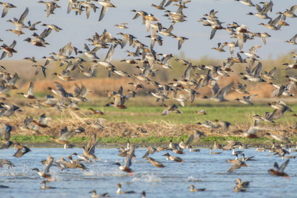 istock Crowded flock of ducks flying 1024537398