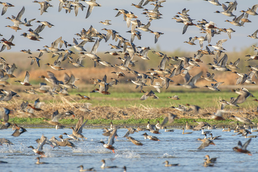 View of huge flock of wild ducks in flight above lake water