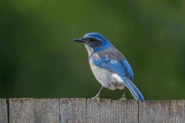 istock Beautiful scrub jay bird on fence 1024537556