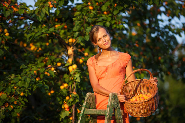 istock Pretty, young woman picking apricots lit 1024540932