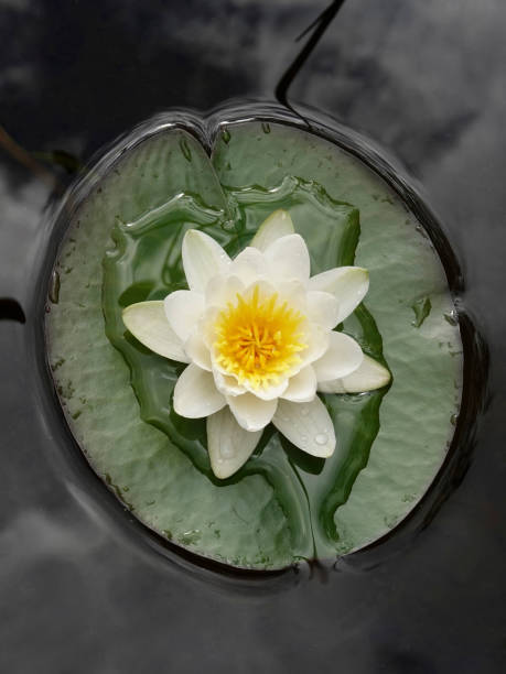istock European white water lily (Nymphaea alba) 1024543110