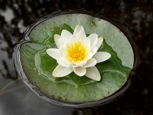 European white water lily (Nymphaea alba)