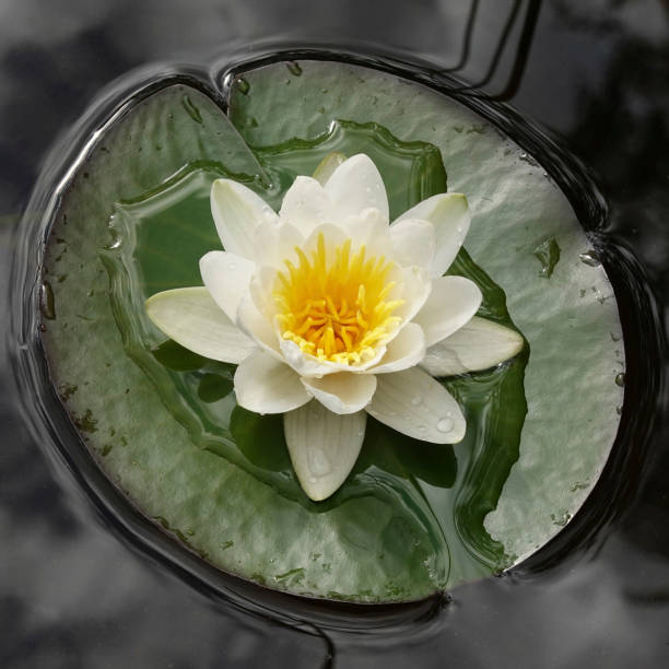istock European white water lily (Nymphaea alba) 1024545192