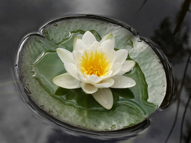 istock European white water lily (Nymphaea alba) 1024545194
