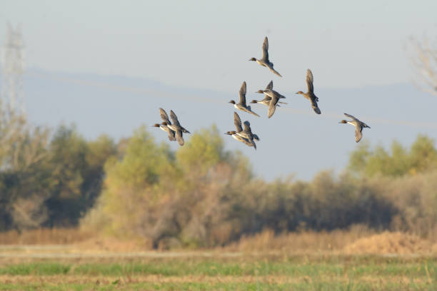 istock Wild ducks in flock flying in nature 1024545470