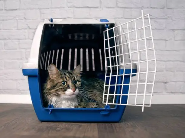 Photo of Cute maine coon cat sitting in a open pet carrier and looking sideways.