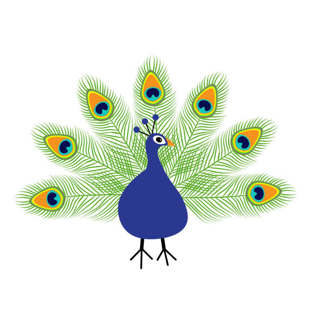 pfauenschwanz geöffnet. feder heraus. schöne exotische tropische vogel. zoo tiersammlung. niedliche cartoon-figur. dekorationelement. flaches design. weißen hintergrund. isoliert. - peacock backgrounds animal bird stock-grafiken, -clipart, -cartoons und -symbole