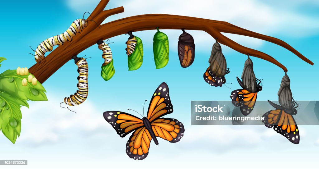 Un cycle de vie du papillon - clipart vectoriel de Papillon libre de droits