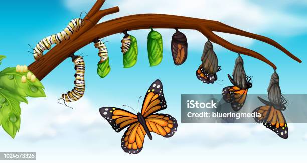 Un Cycle De Vie Du Papillon Vecteurs libres de droits et plus d'images vectorielles de Papillon - Papillon, Chenille - Larve, Cycle de vie