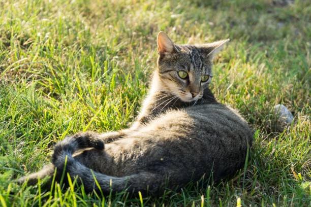 istock Cat in the garden. 1024577248