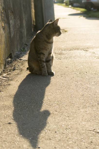istock Cat in the garden. 1024577294