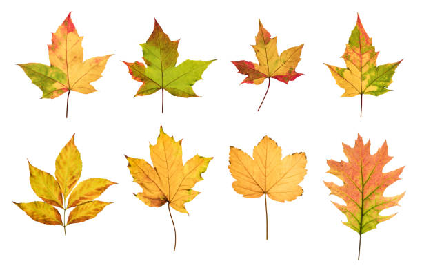istock Colorful autumn leaves set isolated on white background 1024580100