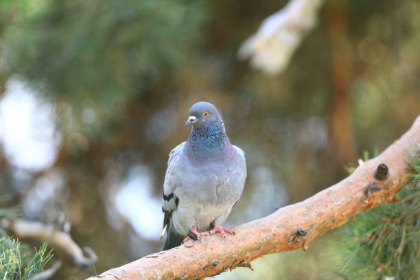 istock city blue dove on a branch 1024580156