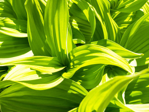 istock Green leaf abstract background. Veratrum, False Hellebore texture closeup 1024580266