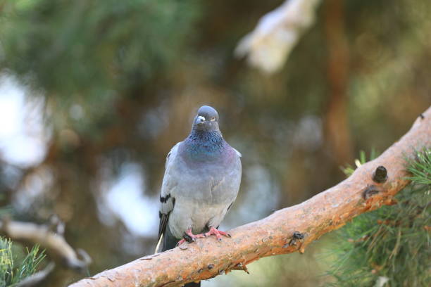 istock city blue dove on a branch 1024580306