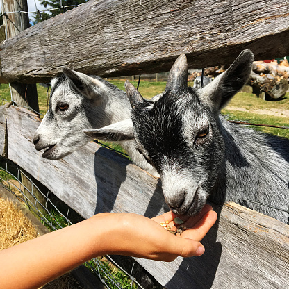 Hand feeding young grey goats in farm, close up