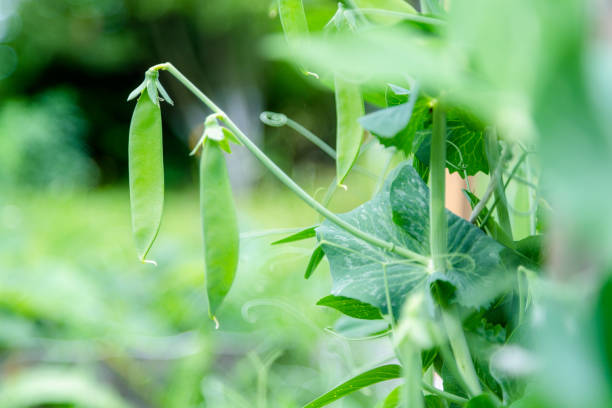 istock Growing organic peas in the garden 1024592260