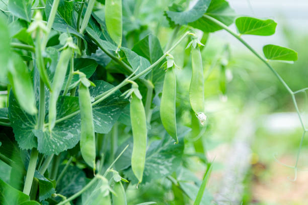 istock Growing organic peas in the garden 1024592326