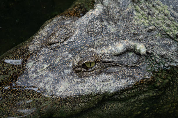 istock Close up of crocodile eye 1024592878
