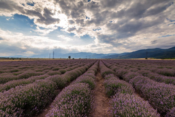 istock Beauty lavender flowers field. 1024604160
