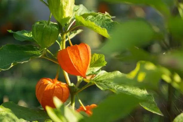 Physalis plant. Slovakia