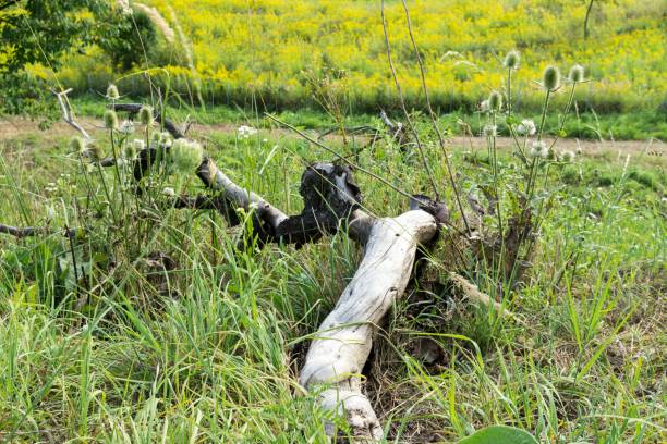 Wood branch in the grass. Slovakia