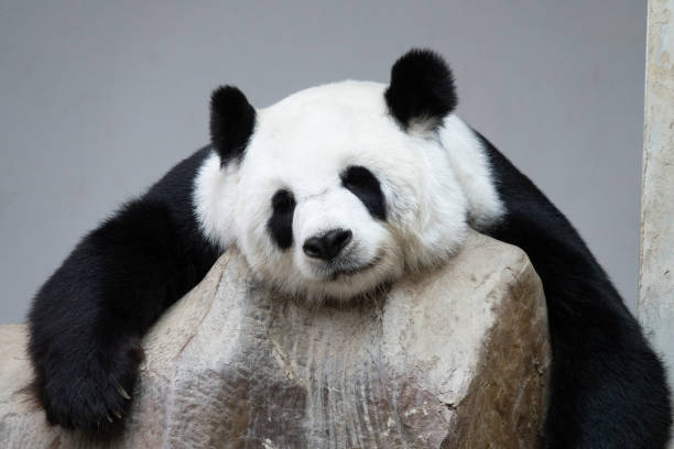 istock Giant panda bear sleeping on the rocks. 1024607126