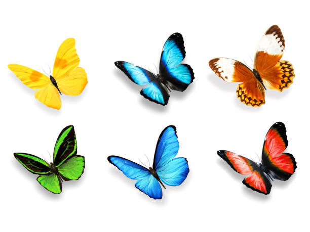 istock set tropical butterflies on a white background isolated 1024620524