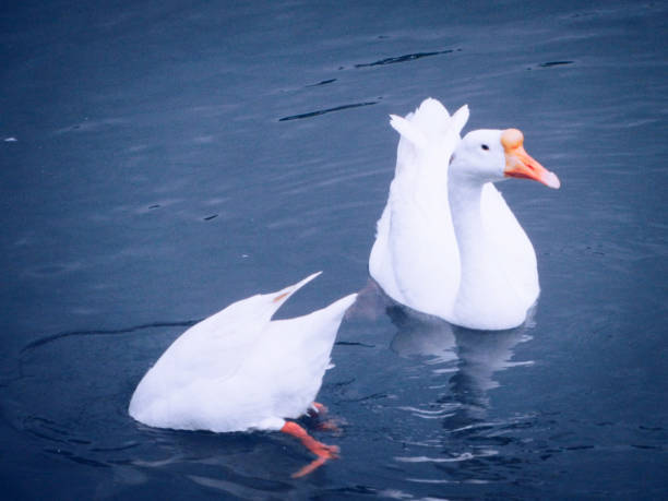 istock Two white ducks in the blue water.one is hiding into water and other is floating. 1024623770