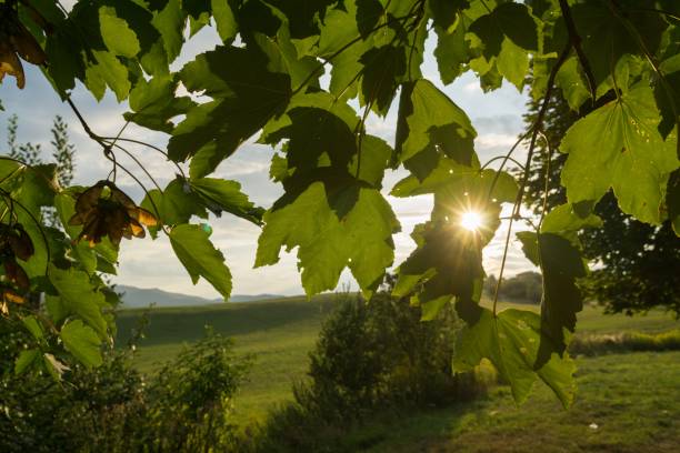 istock Maple leaves in the sunset. 1024626124