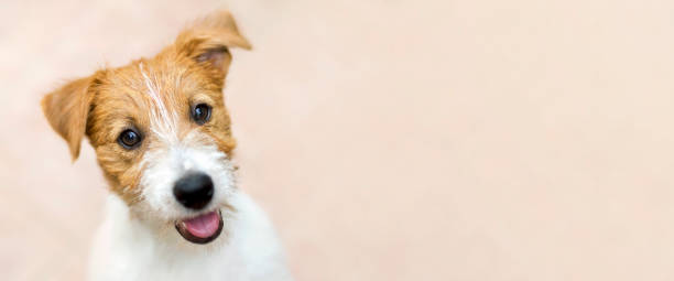 feliz sonriente perro mascota cachorro - banner web con espacio de copia - dog smiling animal tongue pink fotografías e imágenes de stock