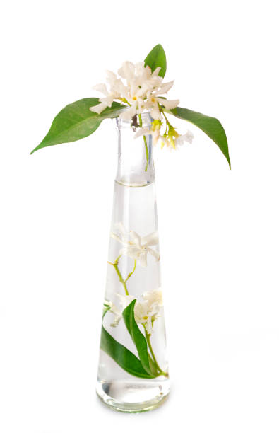 istock plant in test tube 1024630728
