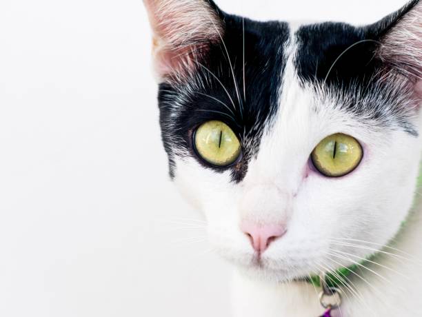 istock Black and white cat is the new black cat 1024633852