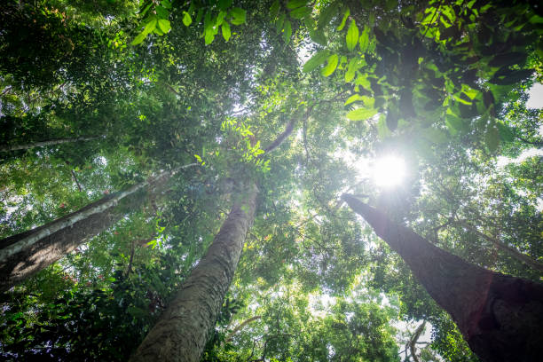 istock Green forest nature tree wood sunlight backgrounds. Look up under view the trees with sunlight in tropical rain forest 1024634556