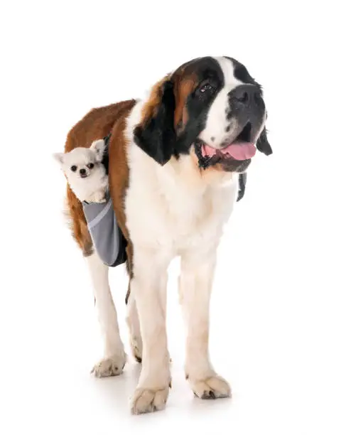 saint bernard and chihuahua in front of  white background