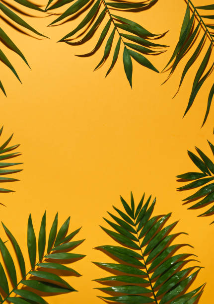 istock green leaves of palm tree 1024637140
