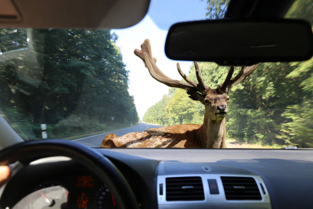 istock Be aware of deer crossing! 1024640678