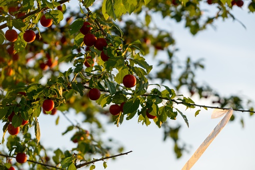 Cherries on the tree. Slovakia