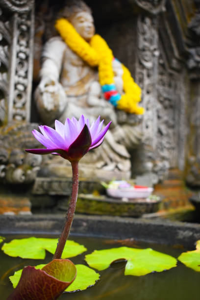 istock water lily blooming and Shiva statue in the background 1024641690