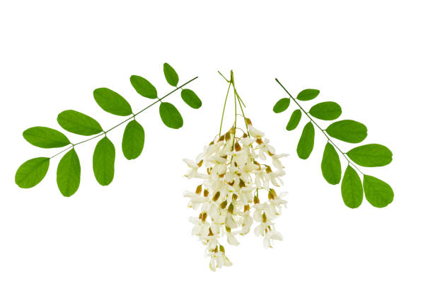 istock White acacia flowers and green leaves 1024652508