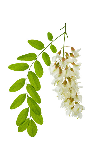 Branch of flowering white acacia with leaves isolated on white background with clipping path