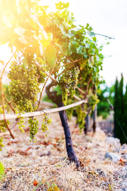 bunch of grapes hanging on vine in golden sunlight close-up of bunch of grapes hanging on vine in golden sunlight banyalbufar stock pictures, royalty-free photos & images