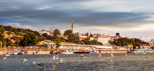Late afternoon panoramic photograph of Belgrade waterfront, with St. Michael's Cathedral bell tower, Tourist nautical port, and Belgrade downtown skyline, with stormy skies and flock of flying river gulls and wild ducks, captured from Sava river perspective – Belgrade, Serbia, Central-Southern Europe.