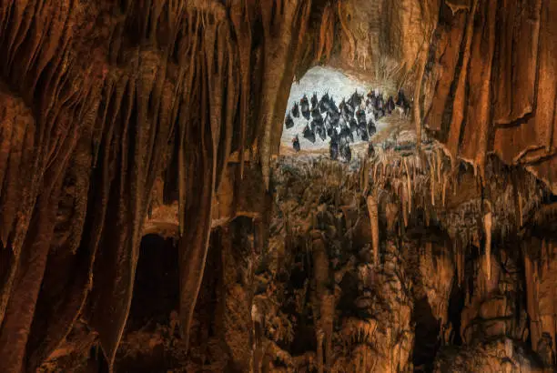 Photo of Bats handing upside down in beautiful cave formations with stalagmites and stalactites deep under ground