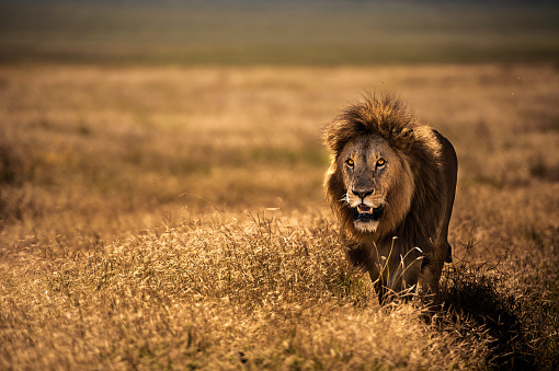Retrato de un León macho adulto photo