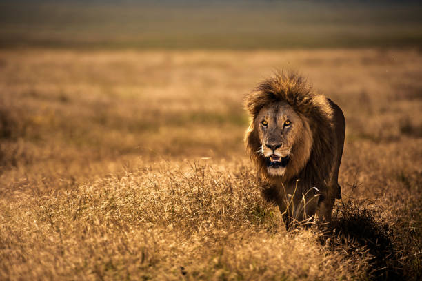 ritratto di leone maschio adulto - lion africa undomesticated cat portrait foto e immagini stock