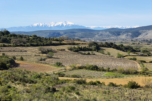 View of pyrynees and vineyard fields from Chateau Aguilar, south france, in the champaign of the Languedoc